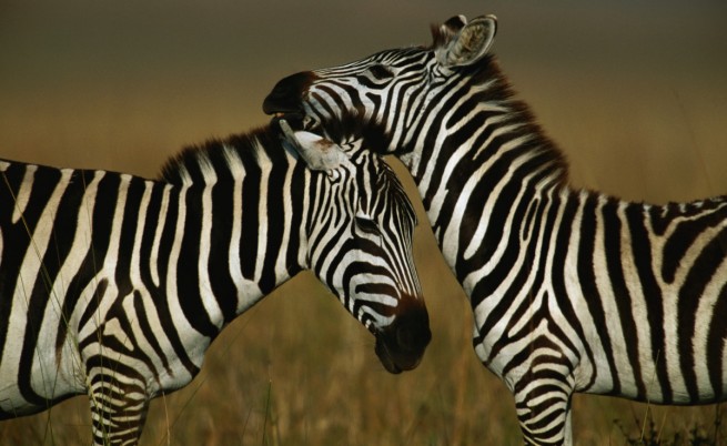 655-402-zebra-zebri.jpg