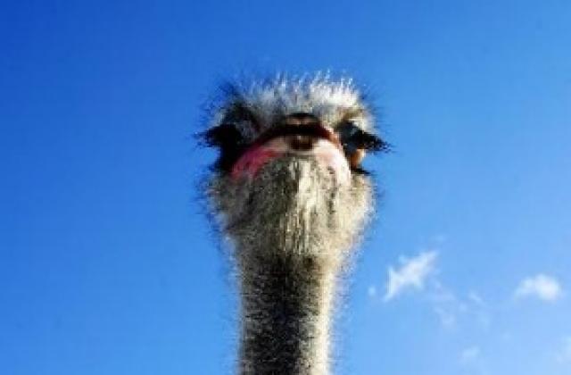 Първата щраусова ферма в Албания бе открита