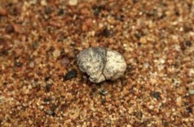 Дъвка от неолита откриха във Финландия