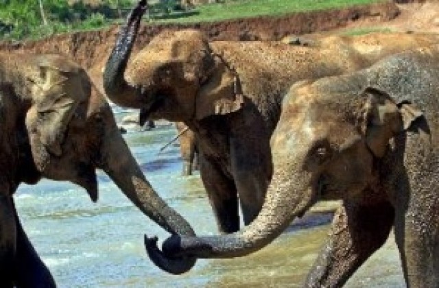 Гонят слонове вредители с „чили”