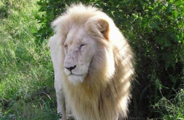 Дете беше ранено от лъв в зоологическа градина