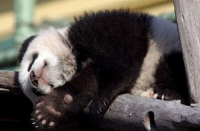 Почина единствената панда, собственост на Япония