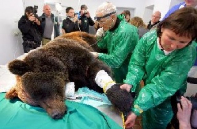 Немски зъболекар лекува мечките в Белица