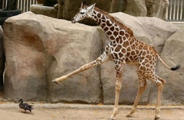 Жираф се удуши в зоопарк в Базел