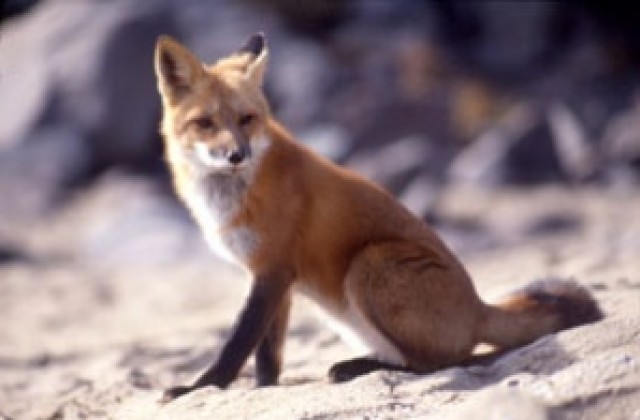 Пак убиха лисица в Дивдядово, не е ясно дали е болна от бяс