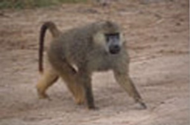Шимпанзе бяга от зоопарк, разоръжава преследвача си