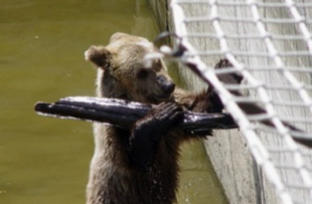 Застреляха мечок с пластмасова кутия на главата в Минесота