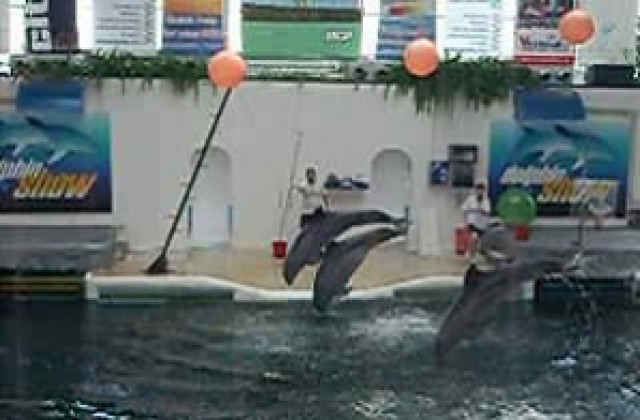 Делфинче се роди във варненския делфинариум
