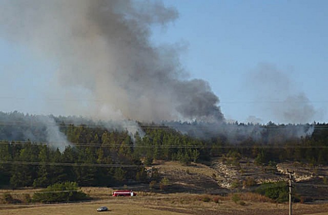 40 дка борова гора изгоря, подпалена от шест страни
