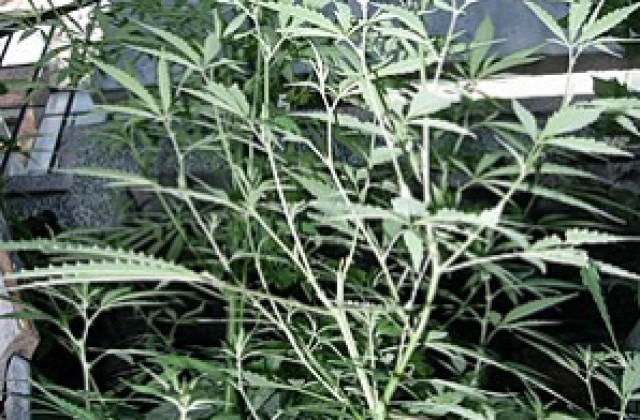 Иззеха 930 кг канабис от нива в Петричко