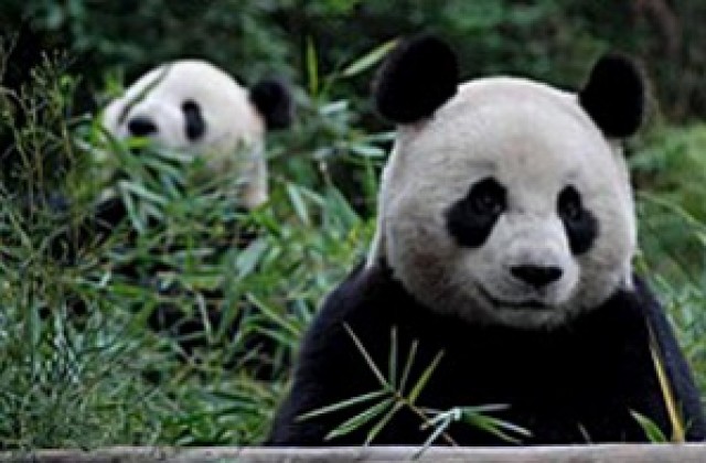 Китай подари две панди на Тайван в знак на добра воля