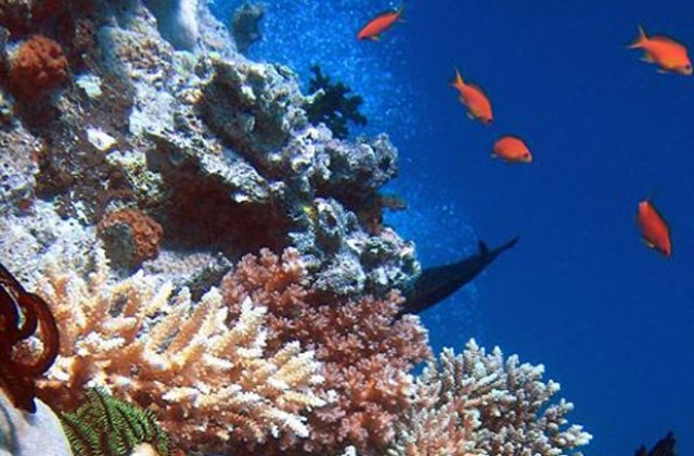 Големият бариерен риф може би не расте