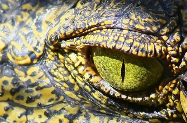 Предупредиха жителите на Куинсланд за крокодили по улиците