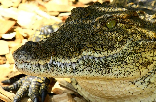 Такси прегази крокодил