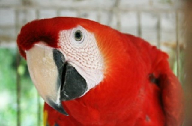 Спряха опит за контрабанда на папагали от Сърбия в Черна гора