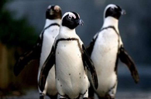 Хомосексуални пингвини станаха родители