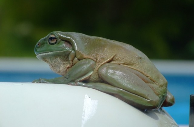 Индиец намери жаба-хамелеон