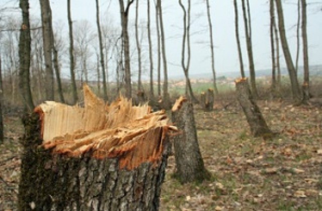 Дървосекач загина под огромен дъб край Якоруда