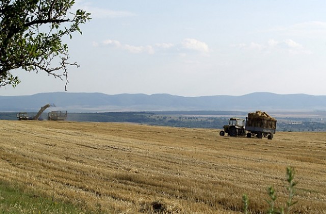По-нисък среден добив на ечемик и жито в Търговищко