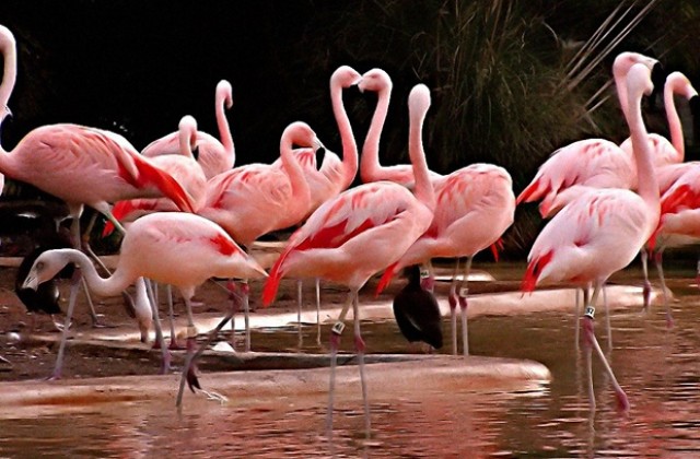 Защо фламингото стои на един крак?