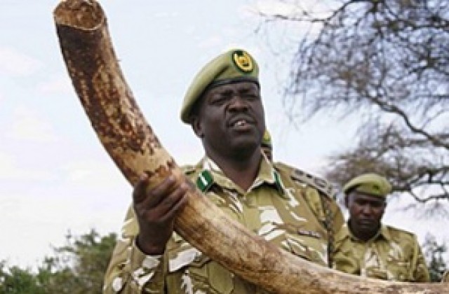 Конфискуваха половин тон слонова кост в Кения