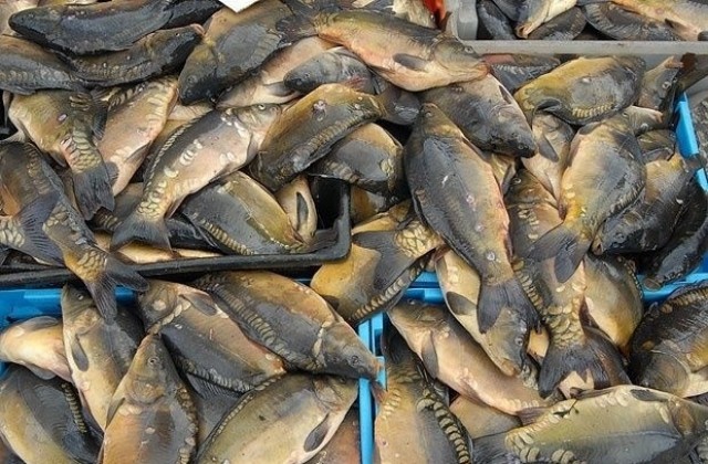 Най- търсената риба- шаранът върви около 6.50 лв. за кг