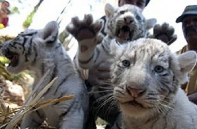 В Чили представиха пет новородени бели тигърчета