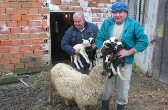 Овца рекордьорка роди петзнаци на Бабинден