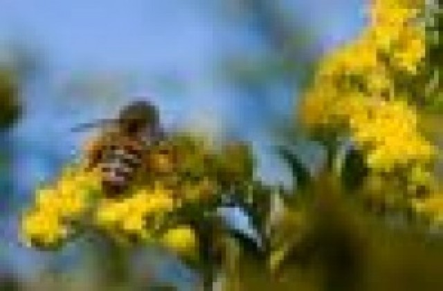 Пчеларите: Настояваме за наказателна отговорност за отглеждане на генно модифицирани организми