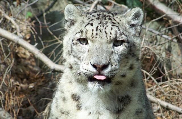 Заснеха за пръв път нов вид леопард