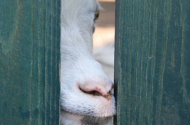 Треска от кози грип разбуни Холандия
