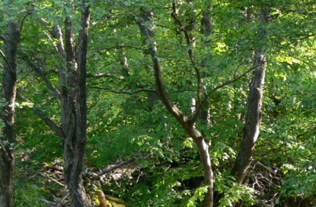 Киселица, брекина, скоруша и джанки
