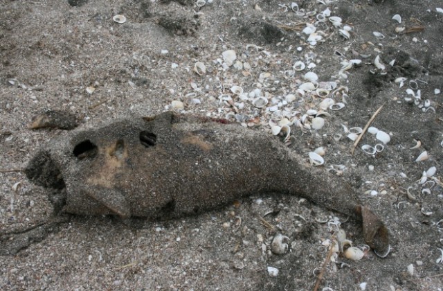 Намериха мъртъв делфин на плажа