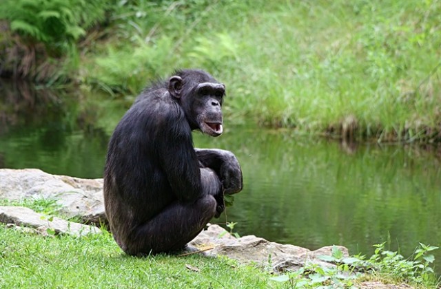 Шимпанзетата осъзнават смъртта