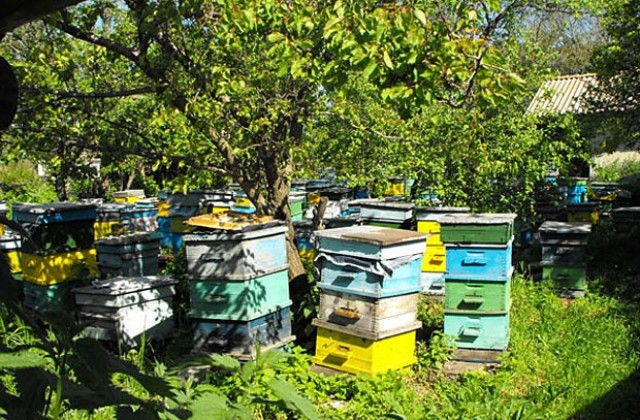 Пчелите в разградското село Веселина са полудели