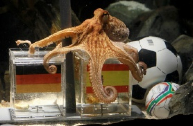 На ФИФА не й трябват видео-повторения, а октоподи!