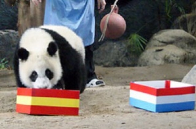 И тайландска панда предрече световна титла за Испания