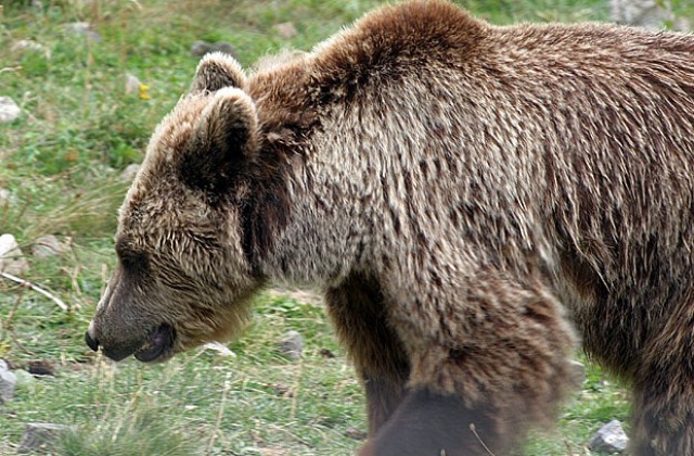 МОСВ ще издава разрешително за отстрел на мечки в Смолянско, ако се налага