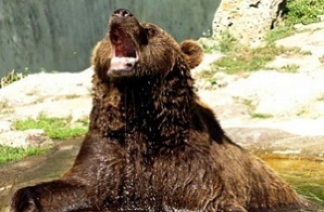 Само една мечка стръвница обикаля в Родопите