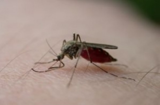 България и Румъния повеждат съвместна борба с комарите