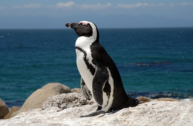Откриха стотици мъртви пингвини по бреговете на Сау Паулу