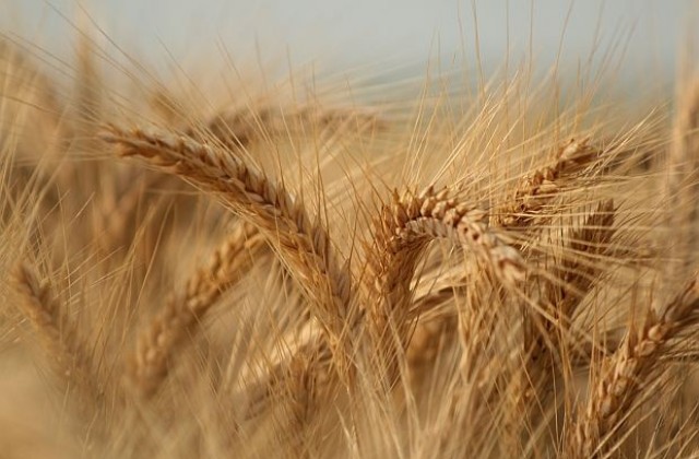 200 000 т пшеница залежават по складове. Прозрачната търговия - неизгодна?