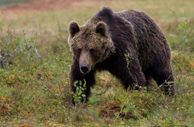 Отстреляха мечка в района на село Малка Арда