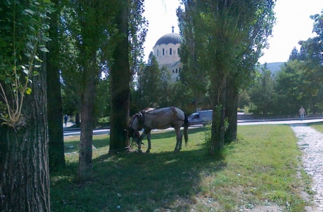 Уплашен кон се блъсна в 2 коли на главната улица в Кюстендил