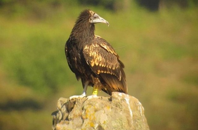 Натовариха малкия Спартак с важна мисия за египетските лешояди