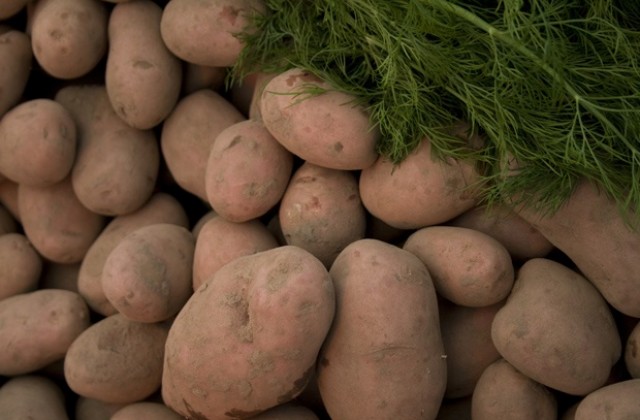 Британец произведе най-големия картоф в света