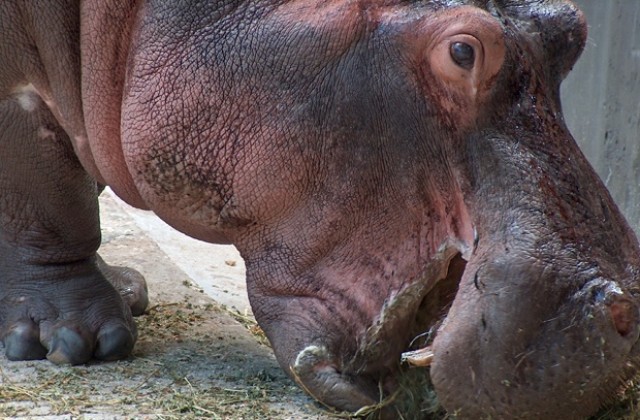 Рядък розов хипопотам забелязан в Кения