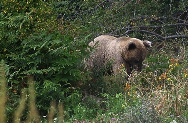 Две нови нападения на мечки завършиха с разкъсана овца и убита крава