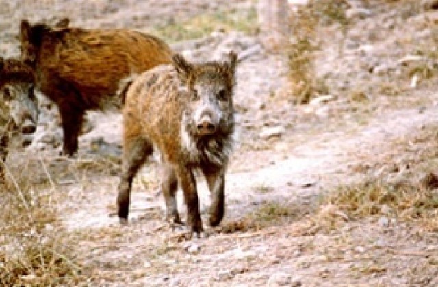 Шестима ловци яли диво прасе, заразено с трихинелоза