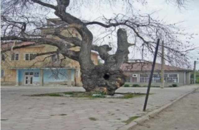 Недански бряст сред фаворитите на конкурса Дърво с корен